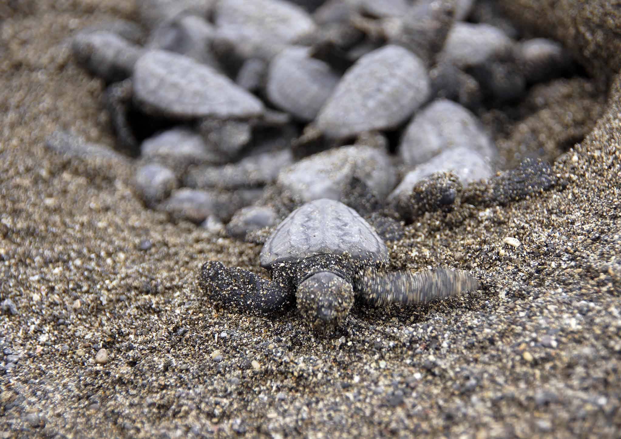 砂の中から55匹も出てきたよ 鴨川シーワールドに保護されていたアカウミガメの赤ちゃんが誕生しました 2017年8月13日 エキサイトニュース