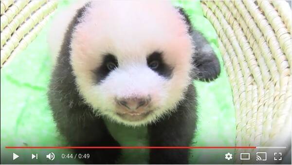 上野動物園の赤ちゃんパンダの 身体検査動画 がめちゃんこかわええええ 触診されてる時の笑顔ひとつで世界が平和になる予感 17年8月22日 エキサイトニュース