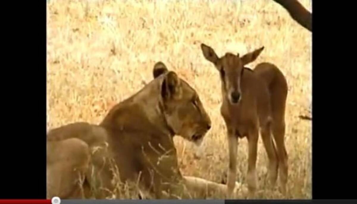 草食動物を我が子のように慈しむメスライオンがいた 母性ってすごい 11年12月4日 エキサイトニュース