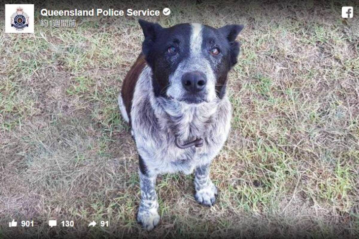英雄 迷子になった3歳の少女を年老いたワンコが一晩中守り続ける 名誉警察犬 として称えられたのでした 18年5月3日 エキサイトニュース