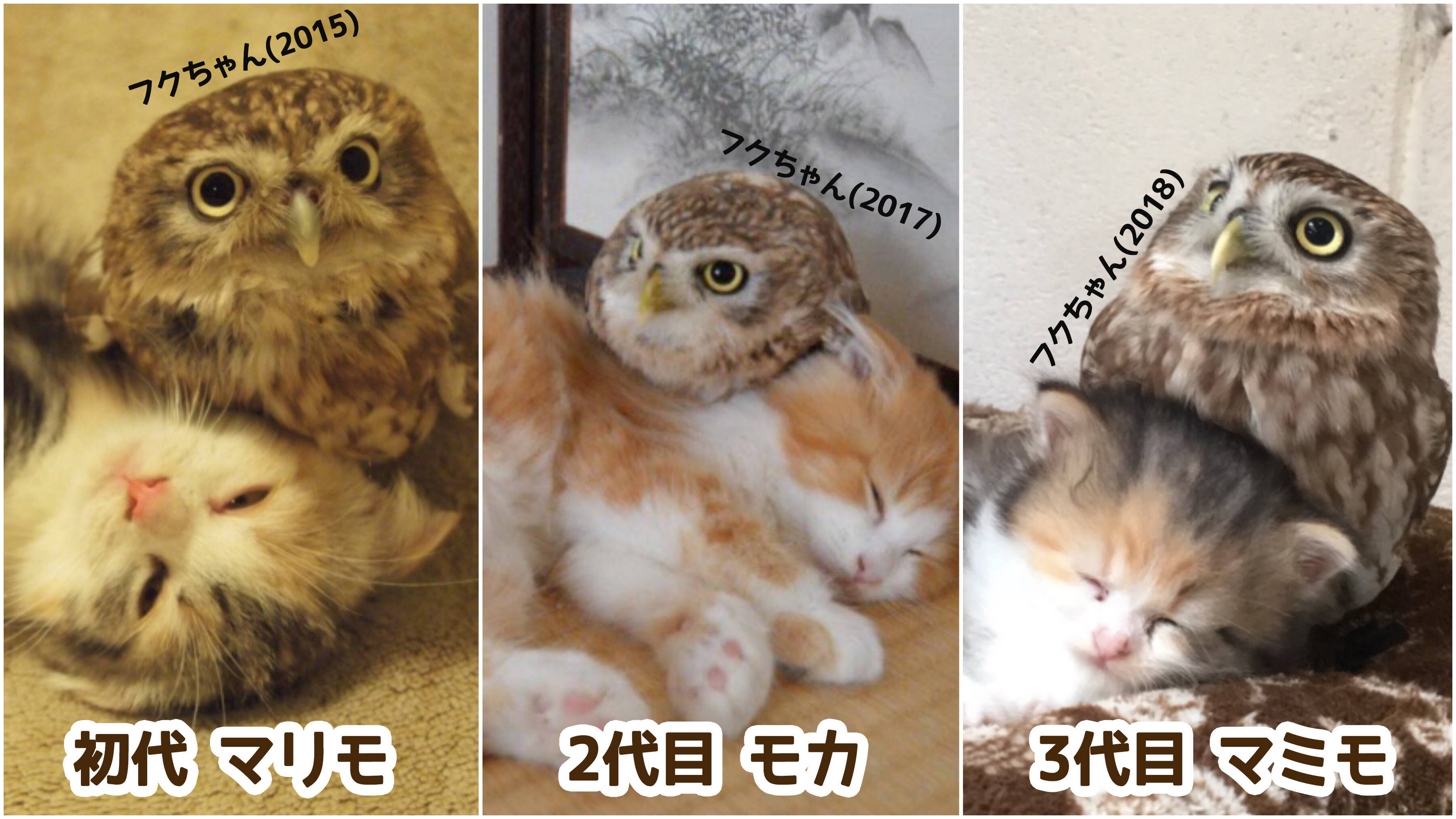 尊い フクロウが3世代に渡って猫とモフり合う関係に 面倒見がいいフクちゃんと猫たちの歴史をふりかえってみたよ 18年5月23日 エキサイトニュース