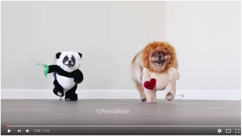 こんなん笑う 飛び跳ねながら迫りくるライオン犬とパンダ犬 可愛すぎて思わず何度も再生してしまう 癒やしのワンコ動画がこちらです 2018年7月31日 エキサイトニュース