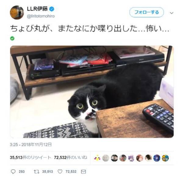 ある芸人の飼い猫が完全に しゃべる猫 だと話題になるも 独特すぎる声に 呪文か 何を伝えようとしてるんだ とネット民ざわざわ 18年11月14日 エキサイトニュース