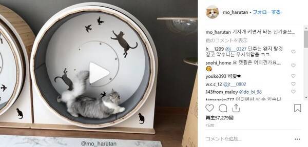 猫用の 回し車 でネコは遊んでくれるのか 走ったり歩いたりと結構気に入ってるみたいです 19年1月25日 エキサイトニュース