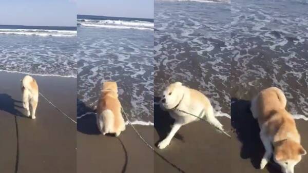 初めての海にビックリ仰天する秋田犬がかわいすぎ 押し寄せる波に驚いて盛大にずっこけてます 19年2月28日 エキサイトニュース