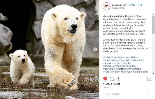 ホッキョクグマの赤ちゃんがまるで動くぬいぐるみ ドイツ動物園が出産から成長までの様子を公開中だよ 19年4月14日 エキサイトニュース