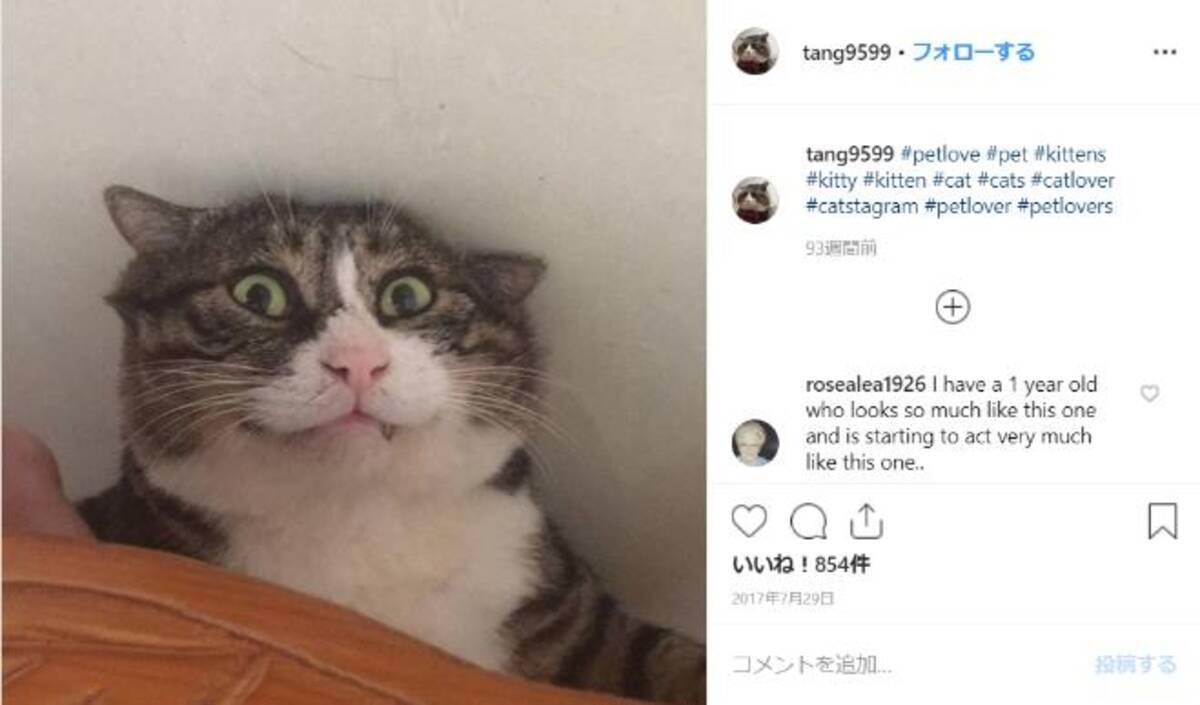 表情が豊かすぎるニャンコがかわいすぎ びっくり顔から困り顔までレパートリーがいっぱいです 19年5月日 エキサイトニュース