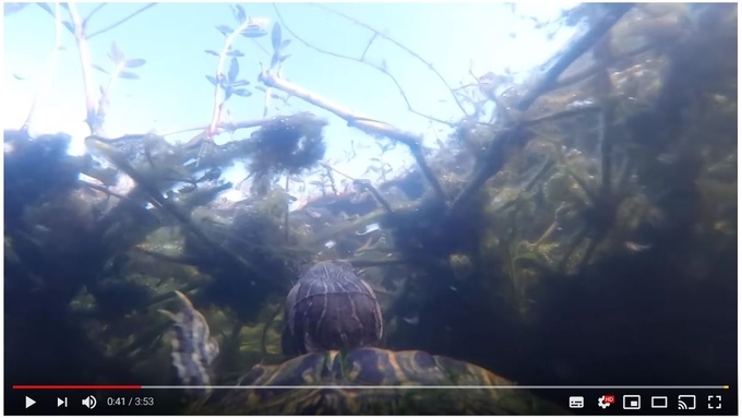 Goproを釣り竿につけて 水中にドボン 引き上げて確認してみると まさかの映像に驚き 年11月22日 エキサイトニュース