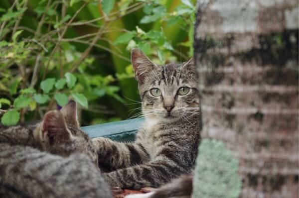 動物好きな人とのデート例10パターン 12年3月12日 エキサイトニュース