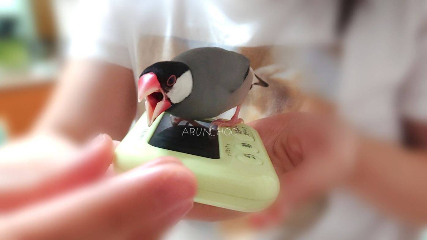 文鳥の前でストップウォッチをヨシヨシしたら 激しく嫉妬 ストップウォッチを攻撃しつつ飼い主を見つめる文鳥が愛おしい 19年8月27日 エキサイトニュース