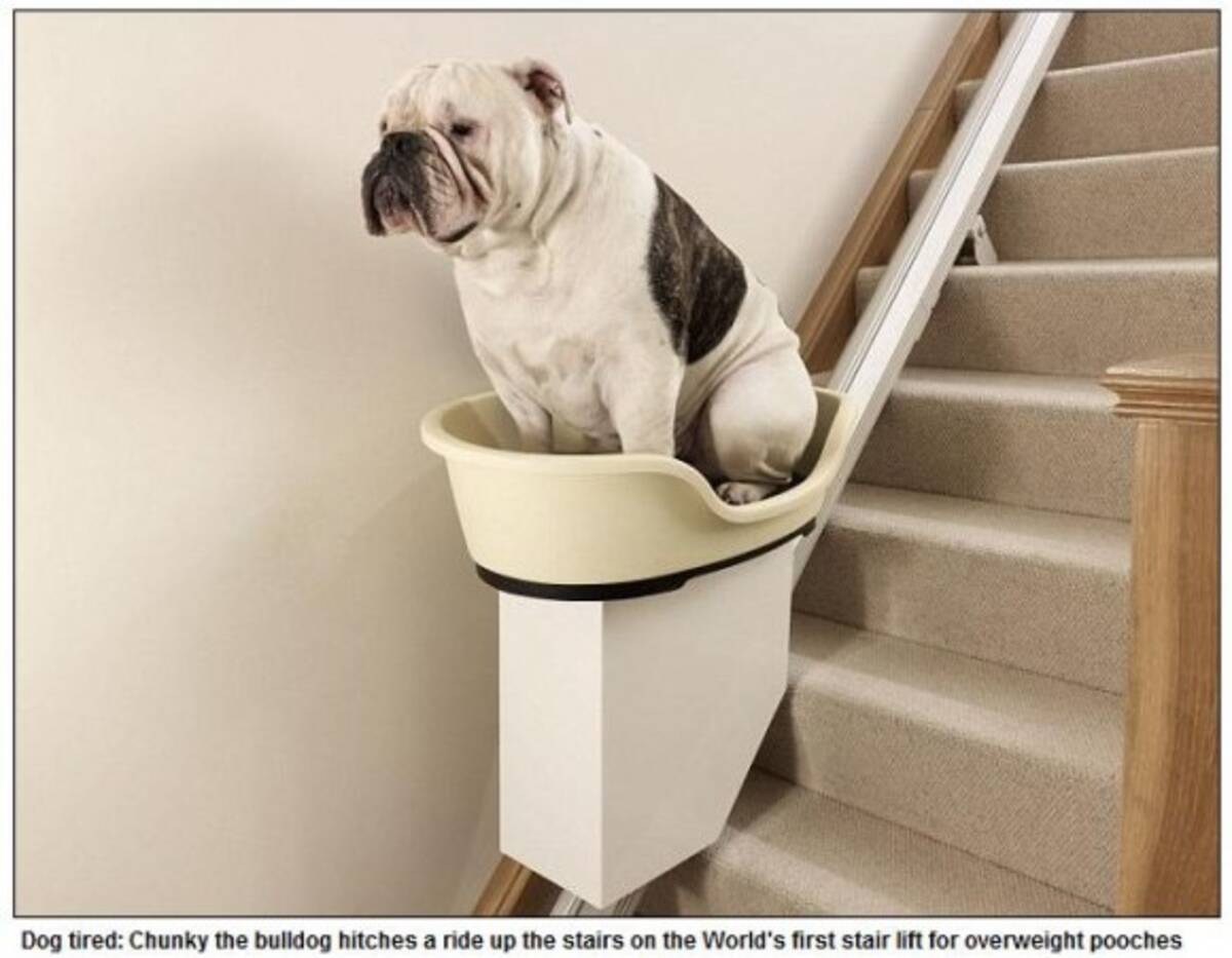 体が重くて階段が昇れませ ん 犬用エレベーターはおデブ犬たちの救世主となるか 12年3月29日 エキサイトニュース