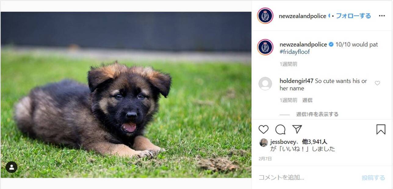 ニュージーランド警察のインスタが 動物好きアカウント と化してるっ 警察犬のおちゃめな様子も見れちゃうよ 年2月24日 エキサイトニュース