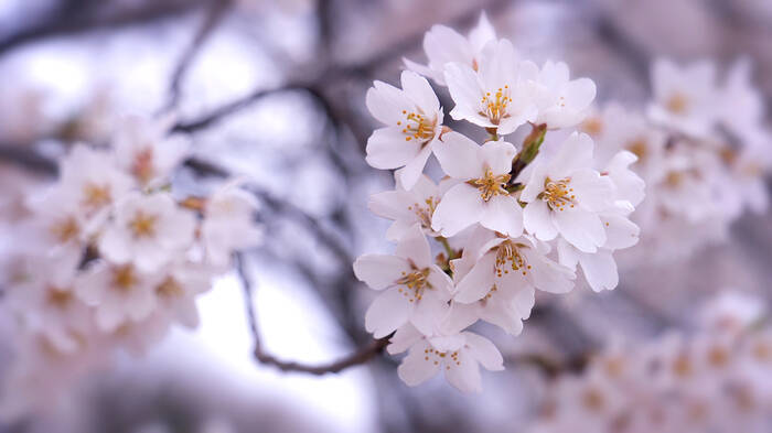 美しい桜の映像と音楽で心癒やされるインドア花見を ヒーリング会社が高画質映像を公開しています 年4月6日 エキサイトニュース