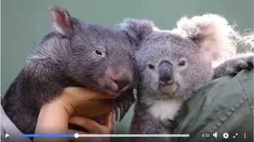 可愛すぎる動物動画 かまってちゃんな ウォンバット に飼育員お悩み中 19年3月7日 エキサイトニュース