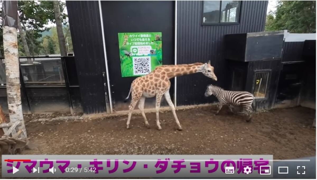 動物たちが おつかれさまでした とばかりに動物園から帰宅する動画が面白い それぞれの個性が垣間見えます 年10月16日 エキサイトニュース