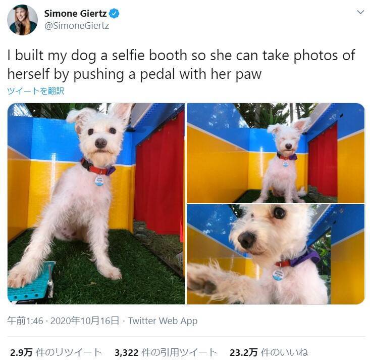 犬が自分でシャッターを押して自撮りできる！ 愛犬のために作った「犬用セルフィーブース」がネットで大人気