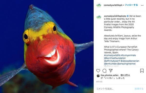 ドヤ顔の熱帯魚 おならで倒れるクマ おもしろシーンをとらえたアニマル写真コンテストが傑作ぞろい 年11月6日 エキサイトニュース