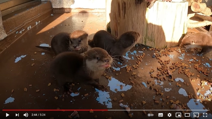 もはやその可愛さに敬意を表してベビたん様だわ カワウソの赤ちゃんにメロメロな桂浜水族館のツイートが話題に 年11月19日 エキサイトニュース