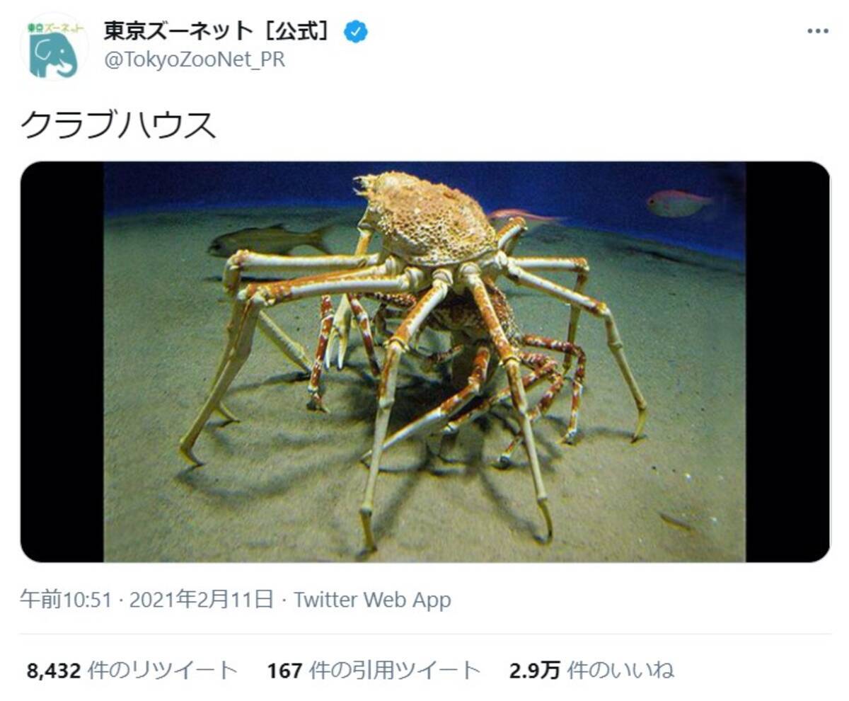 これがホントのクラブハウス カニの生態も学べるガチなクラブハウスを東京ズーネットが投稿して大人気に 21年2月16日 エキサイトニュース