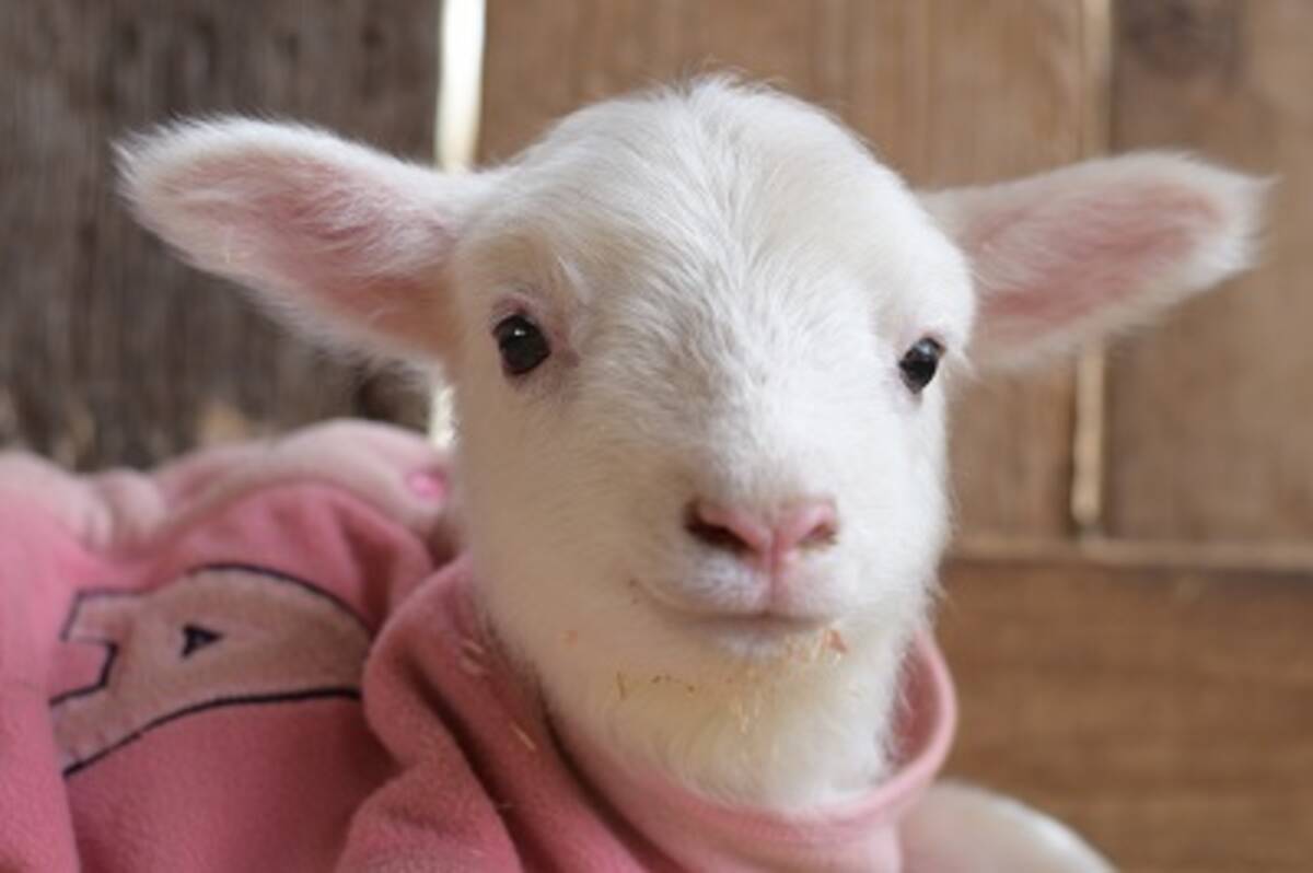 成田ゆめ牧場にヒツジとヤギの出産ラッシュ到来 Snsにアップされた赤ちゃんたちが天使級の可愛さだよ 21年3月31日 エキサイトニュース