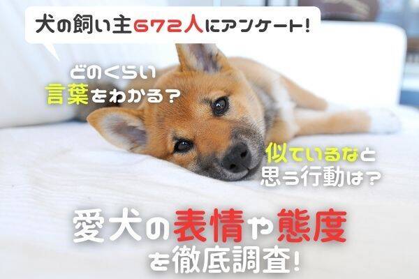 犬が聞くと不機嫌になる言葉がある と答えた飼い主は約5割 嫌いな言葉1位は お風呂 でした 21年4月3日 エキサイトニュース