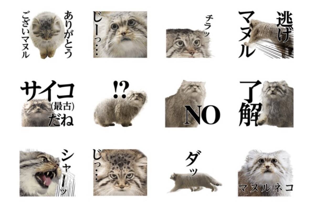 那須どうぶつ王国の マヌルネコlineスタンプ がいい マヌる マヌルやな などいつ使っていいかわからないものも 21年5月6日 エキサイトニュース