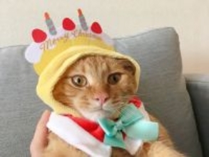 日中韓の「かわいい」は千差万別！日本は「眺めたい」、中国は「気分を上げたい」、韓国は…？