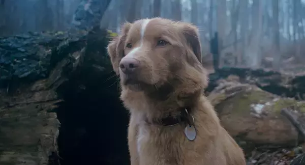 表情豊かな主演のワンコが世界中の映画祭、映画賞で13冠！3年かけて撮影された犬目線のホラー映画『GOOD BOY／グッド・ボーイ』