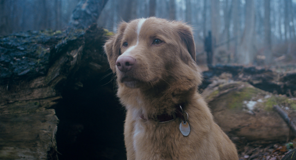 表情豊かな主演のワンコが世界中の映画祭、映画賞で13冠！3年かけて撮影された犬目線のホラー映画『GOOD BOY／グッド・ボーイ』