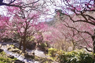 ちょっとずつ春が近づいてきてる…♡梅の花が咲き始めています！ 都内近郊で楽しめる「梅」情報3選まとめ