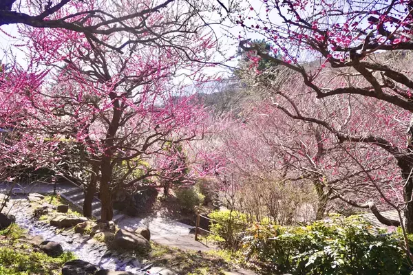 ちょっとずつ春が近づいてきてる…♡梅の花が咲き始めています！ 都内近郊で楽しめる「梅」情報3選まとめ