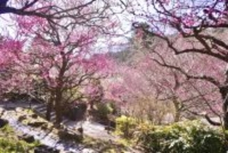 ちょっとずつ春が近づいてきてる…♡梅の花が咲き始めています！ 都内近郊で楽しめる「梅」情報3選まとめ