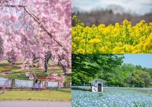 春の花を鑑賞するなら国営昭和記念公園「フラワーフェスティバル2026」へ！菜の花からネモフィラまで花のリレーが5月まで続くよ