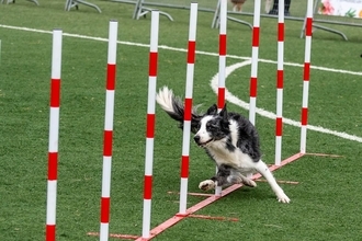 ｢最も賢い犬｣の"賢さ"は記憶力でも理解力でもない…ボーダー･コリーが犬種ランキング1位になる本当の理由