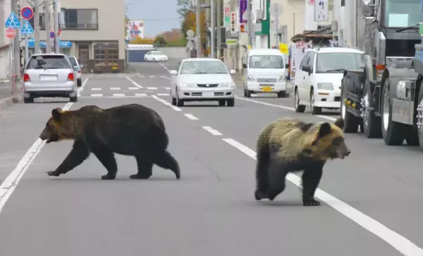 クマは明確に｢人間を食べるため｣に住宅街に現れている…80年間の新聞を分析して判明｢令和グマ｣の異常さ【2025年10月BEST】