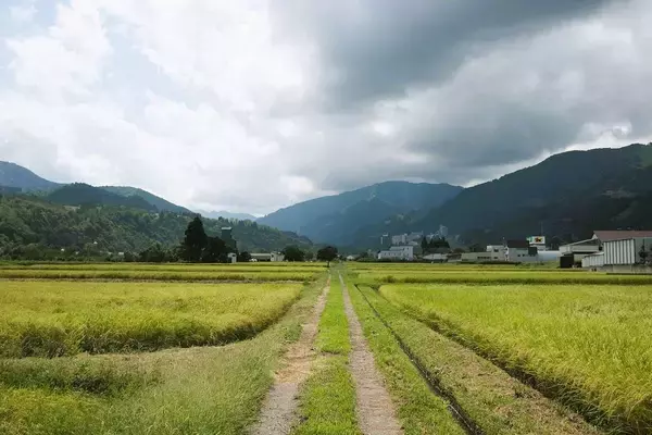 「スノボからトラクターに乗り換えた…"儲からないコメ農家"を継いだ40歳が｢5kg1万5000円｣を完売させる理由」の画像