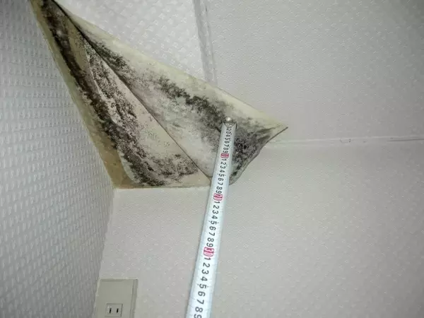 「放っておくと壁紙の下は一面のカビ､畳にはキノコが…プロ伝授｢電気代節約が同時にかなう夏の除湿アイテム｣」の画像
