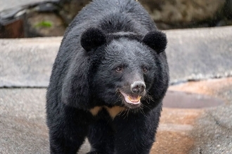 たった一撃で鼻が吹き飛ばされる…クマ外傷を診続けた秋田大救急医が｢遭遇したらこうして｣と勧める防御姿勢