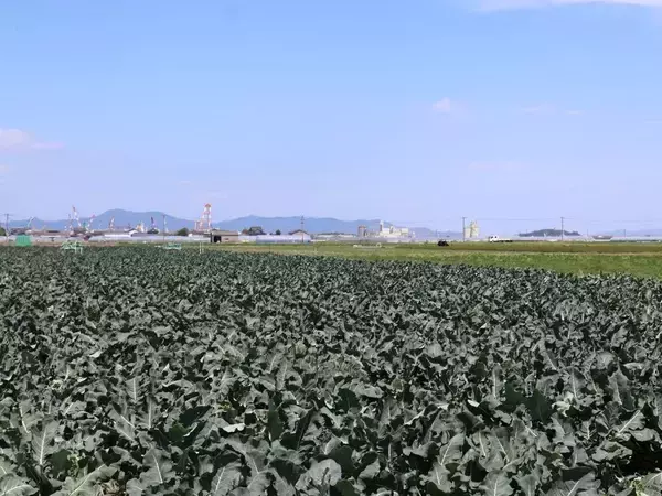 「年収3000万円のブロッコリー農家を生み出した…農業を｢ドル箱｣に変えた九州の野菜卸業者のすごいアイデア」の画像