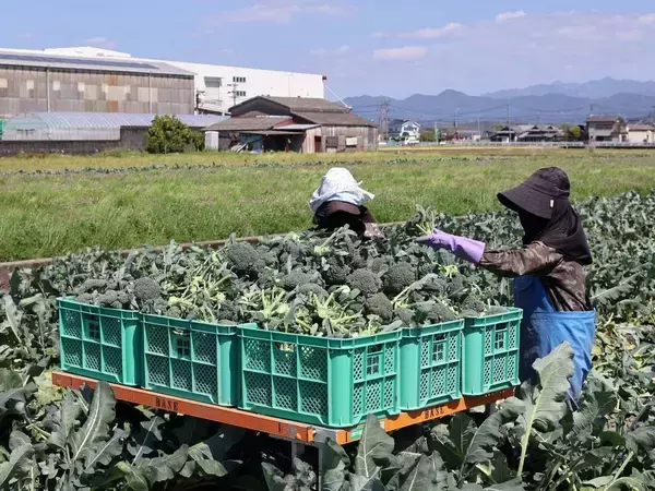 「年収3000万円のブロッコリー農家を生み出した…農業を｢ドル箱｣に変えた九州の野菜卸業者のすごいアイデア」の画像