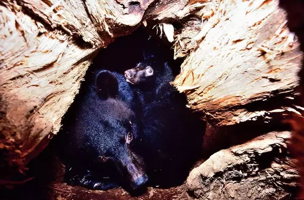 「｢震えるクマ｣は人間を怖がっているのではない…クマ研究家が雪山で知った｢野性が放つ反撃直前のサイン｣」の画像