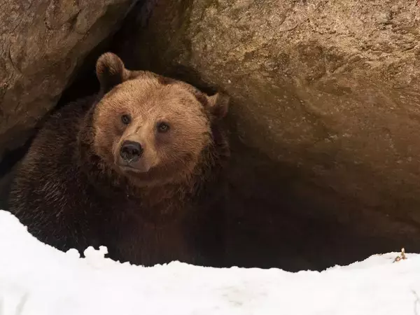 「｢震えるクマ｣は人間を怖がっているのではない…クマ研究家が雪山で知った｢野性が放つ反撃直前のサイン｣」の画像