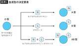 「｢O型→A型｣はいいけど､｢A型→O型｣はダメ…誰にでも輸血できる｢万能血液｣の最後の落とし穴」の画像3