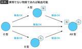 「｢O型→A型｣はいいけど､｢A型→O型｣はダメ…誰にでも輸血できる｢万能血液｣の最後の落とし穴」の画像4