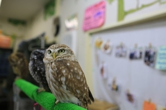 8畳に20羽超のフクロウ､ケージ暮らしのナマケモノ…イヌ･ネコ以外は｢無法地帯｣となる動物カフェの真実