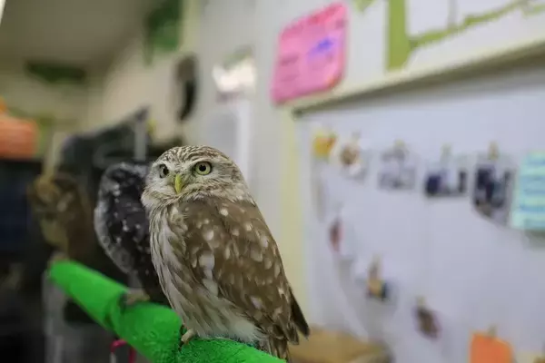 8畳に20羽超のフクロウ､ケージ暮らしのナマケモノ…イヌ･ネコ以外は｢無法地帯｣となる動物カフェの真実