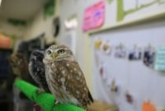 8畳に20羽超のフクロウ､ケージ暮らしのナマケモノ…イヌ･ネコ以外は｢無法地帯｣となる動物カフェの真実