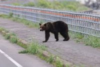 死んだふりで｢片目､片手､片足になりました｣…80年間の新聞を分析して判明｢人食いグマ｣から生き延びる方法【2025年11月BEST】