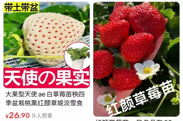 「日本独自の苗木が中国で違法売買されている…｢シャインマスカット｣の次に流出し始めた果物の名前」の画像