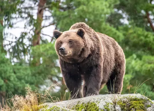 ｢マナーの悪い観光客｣よりじつは厄介…獣医師ハンターが見た､ヒグマを無自覚に餌付けしている"張本人"